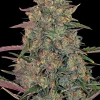 Pineapple Chunk Feminized Esrar Tohumu (Barney's Farm)