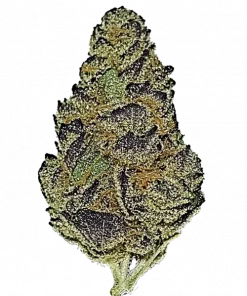 Pineapple Diesel, tatlı ananas aroması ve yüksek THC içeriğiyle bilinen Sativa baskın bir türdür. Enerjik etkilerini ve genetik yapısını keşfedin.