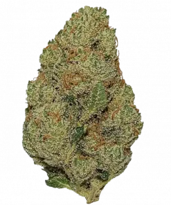 Pineapple Express Auto, tatlı ananas aroması ve THC içeriğiyle öne çıkan Indica dominant bir türdür. Enerjik etkilerini ve genetik yapısını keşfedin.