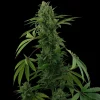 Pineapple Express Auto Fem Esrar Tohumu (Barney's Farm)