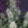 Pineapple Express Auto Fem Esrar Tohumu (Fast Buds)