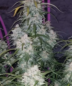 Pineapple Express Auto Fem Esrar Tohumu (Fast Buds)