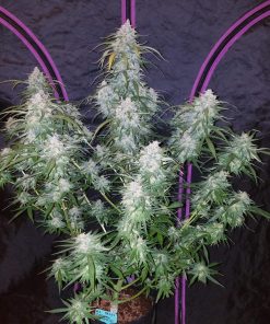 Pineapple Express Auto Fem Esrar Tohumu (Fast Buds)