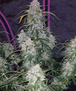Pineapple Express Auto Fem Esrar Tohumu (Fast Buds)