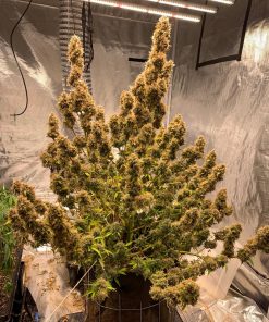 Pineapple Express Auto Fem Esrar Tohumu (Fast Buds)