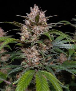 Pineapple Express Auto Fem Esrar Tohumu (Fast Buds)