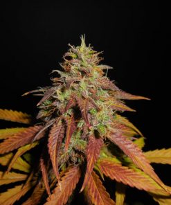 Pineapple Express Auto Fem Esrar Tohumu (Fast Buds)