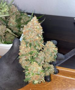 Pineapple Express Auto Fem Esrar Tohumu (Fast Buds)