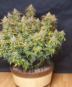 Pineapple Express Auto Fem Esrar Tohumu (Fast Buds)