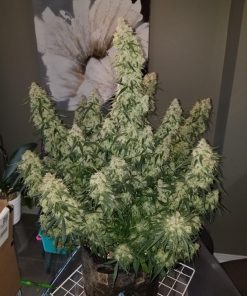 Pineapple Express Auto Fem Esrar Tohumu (Fast Buds)