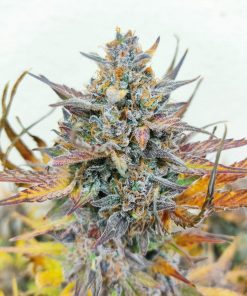 Pineapple Express Auto Fem Esrar Tohumu (Fast Buds)