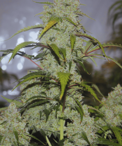 Pineapple Express Auto Fem Esrar Tohumu (Fast Buds)