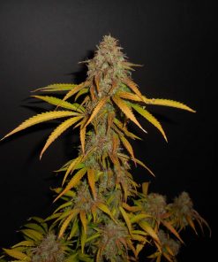 Pineapple Express Auto Fem Esrar Tohumu (Fast Buds)