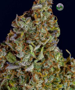 Pineapple Express Auto Fem Esrar Tohumu (Fast Buds)