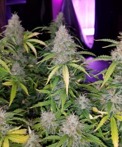 Pineapple Express Auto Fem Esrar Tohumu (Fast Buds)