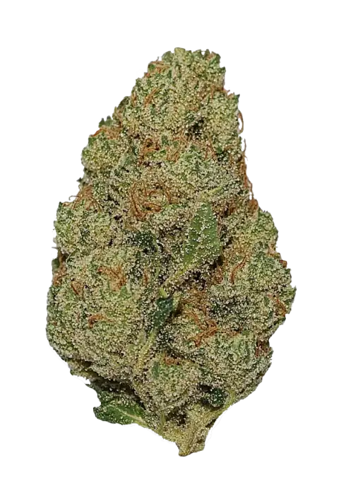 Pineapple Express Auto, tatlı ananas aroması ve THC içeriğiyle öne çıkan Indica dominant bir türdür. Enerjik etkilerini ve genetik yapısını keşfedin.