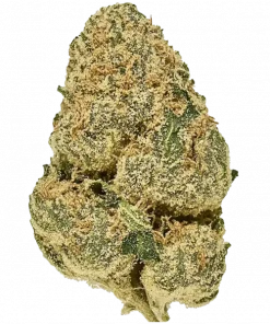 Pineapple Fanta, ananas aromalı, yüksek THC'li Sativa baskın türdür. Odak ve yaratıcılık sunar. Bu eşsiz türün genetik yapısını keşfedin ve detayları görüntüleyin.