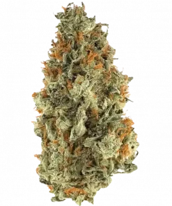 Pineapple Limeade, ananas-limon aroması ve enerji veren etkisiyle öne çıkan bir türdür. Depresyon ve yorgunluk için ideal. Bu eşsiz türü keşfedin.