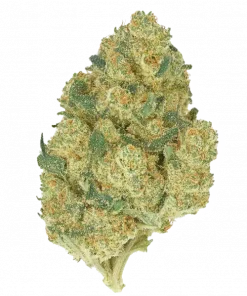 Pineapple Mojito, ananas ve lime aromalarıyla öne çıkan dengeli bir hibrit türdür. Yüksek THC içeriğiyle hem zihni hem bedeni rahatlatır. Özelliklerini keşfedin.