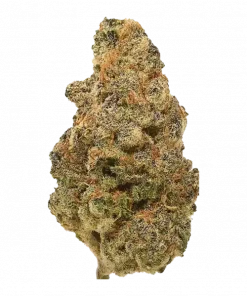 Pineapple Poison, tropikal meyve aromaları ve yüksek THC içeriğiyle bilinen Sativa baskın bir türdür. Enerjik etkileri ve genetik yapısını keşfedin.