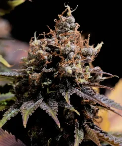 Pineapple Poison Feminized Esrar Tohumu (Super Sativa Seed Club)