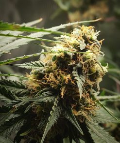 Pineapple Poison Feminized Esrar Tohumu (Super Sativa Seed Club)