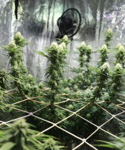 Pineapple Poison Feminized Esrar Tohumu (Super Sativa Seed Club)