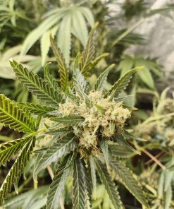 Pineapple Poison Feminized Esrar Tohumu (Super Sativa Seed Club)