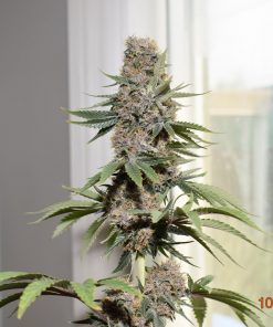 Pineapple Poison Feminized Esrar Tohumu (Super Sativa Seed Club)