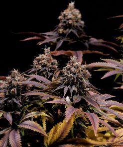 Pineapple Poison Feminized Esrar Tohumu (Super Sativa Seed Club)