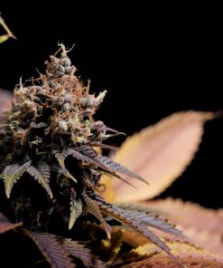 Pineapple Poison Feminized Esrar Tohumu (Super Sativa Seed Club)