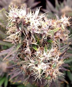 Pineapple Poison Feminized Esrar Tohumu (Super Sativa Seed Club)