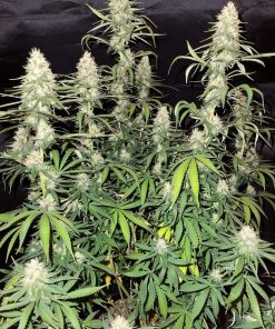 Pineapple Poison Feminized Esrar Tohumu (Super Sativa Seed Club)