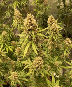 Pineapple Poison Feminized Esrar Tohumu (Super Sativa Seed Club)