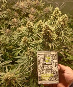 Pineapple Poison Feminized Esrar Tohumu (Super Sativa Seed Club)