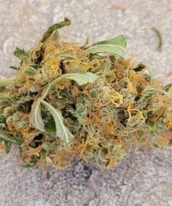 Pineapple Poison Feminized Esrar Tohumu (Super Sativa Seed Club)