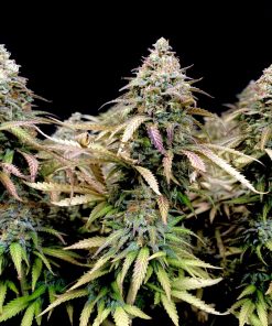 Pineapple Poison Feminized Esrar Tohumu (Super Sativa Seed Club)