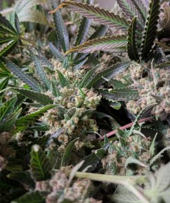 Pineapple Poison Feminized Esrar Tohumu (Super Sativa Seed Club)