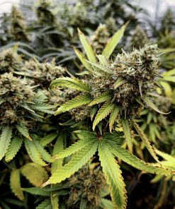 Pineapple Poison Feminized Esrar Tohumu (Super Sativa Seed Club)