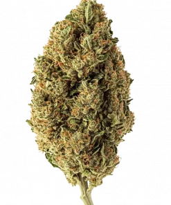 Pineapple Soda, taze ananas aroması ve enerji verici etkisiyle öne çıkan Sativa baskın bir türdür. Yüksek verimli genetik yapısını keşfedin ve faydalarını görüntüleyin.