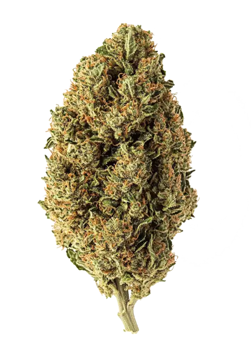 Pineapple Soda, taze ananas aroması ve enerji verici etkisiyle öne çıkan Sativa baskın bir türdür. Yüksek verimli genetik yapısını keşfedin ve faydalarını görüntüleyin.