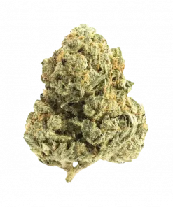 Pineapple Whip, ananas ve misket limonu aromalarıyla öne çıkan dengeli bir hibrit türdür. Yüksek THC içeriğiyle yaratıcılığı keşfedin. Hemen görüntüleyin.