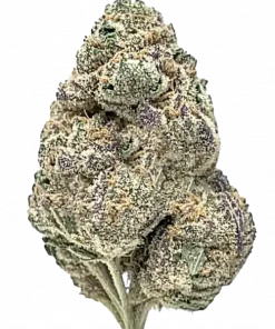 Pink Acai, tropikal meyve aromaları ve yüksek THC içeriğiyle bilinen dengeli bir hibrit türdür. Derin rahatlama ve mutluluk için Pink Acai'yi keşfedin.