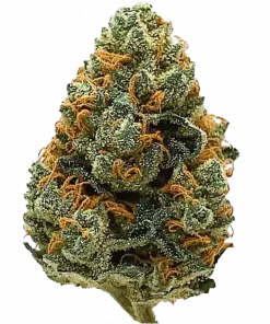 Pink Cookies, tatlı vanilya ve karamel aromalarıyla öne çıkan dengeli bir hibrit türdür. Yüksek THC içeriğiyle yaratıcılığı artırır ve rahatlatır. Özelliklerini keşfedin.