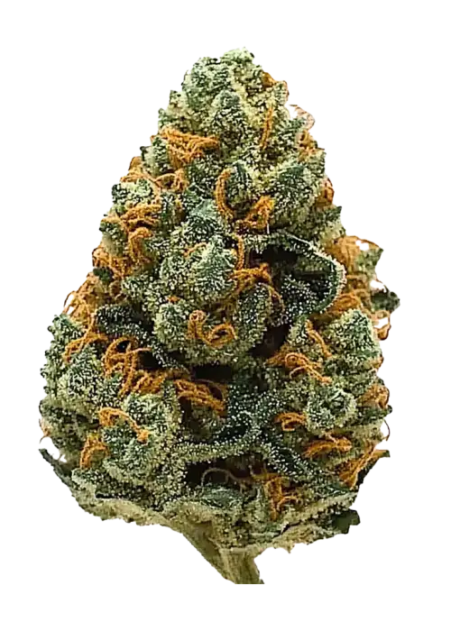 Pink Cookies, tatlı vanilya ve karamel aromalarıyla öne çıkan dengeli bir hibrit türdür. Yüksek THC içeriğiyle yaratıcılığı artırır ve rahatlatır. Özelliklerini keşfedin.