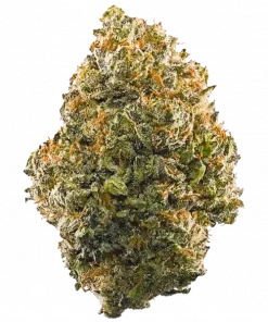 Pink Drink, tropikal meyve aromaları ve yüksek THC içeriğiyle dikkat çeken dengeli bir hibrit türdür. Anksiyete ve stresi azaltmaya yardımcı olabilir. Keşfedin.