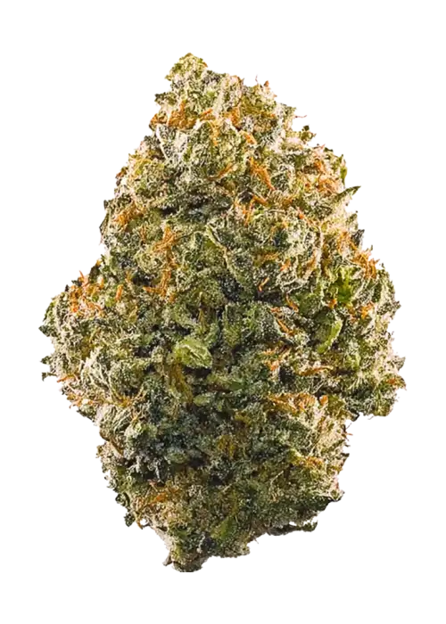 Pink Drink, tropikal meyve aromaları ve yüksek THC içeriğiyle dikkat çeken dengeli bir hibrit türdür. Anksiyete ve stresi azaltmaya yardımcı olabilir. Keşfedin.