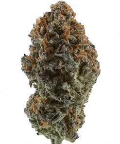 Pink Gelato, tatlı narenciye aromaları ve THC içeriğiyle öne çıkan Indica dominant bir türdür. Yaratıcılığı artıran etkilerini keşfedin ve hemen inceleyin.