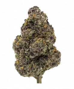 Pink Grizzles, tatlı meyve aromaları ve rahatlatıcı etkileriyle bilinen Indica baskın bir türdür. Stres ve ağrı için ideal. Genetik yapısını keşfedin.