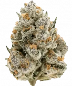 Pink Guava, turunçgil aromaları ve yüksek THC içeriğiyle bilinen dengeli bir hibrit türdür. Ağrı ve stresi azaltan bu türün genetik yapısını keşfedin.